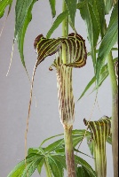 Arisaema ciliatum liubaense